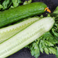 30 ENGLISH CUCUMBER Cucumis Sativus Burpless Fruit Vegetable Seeds