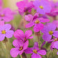 150 SPRING CHARM ROCKCRESS Rose Rock Cress Arabis Arendsii Flower Mix Seeds