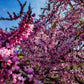 40 CHINESE REDBUD Cercis Chinensis Shrub Small Tree Pink Purple Flower Seeds