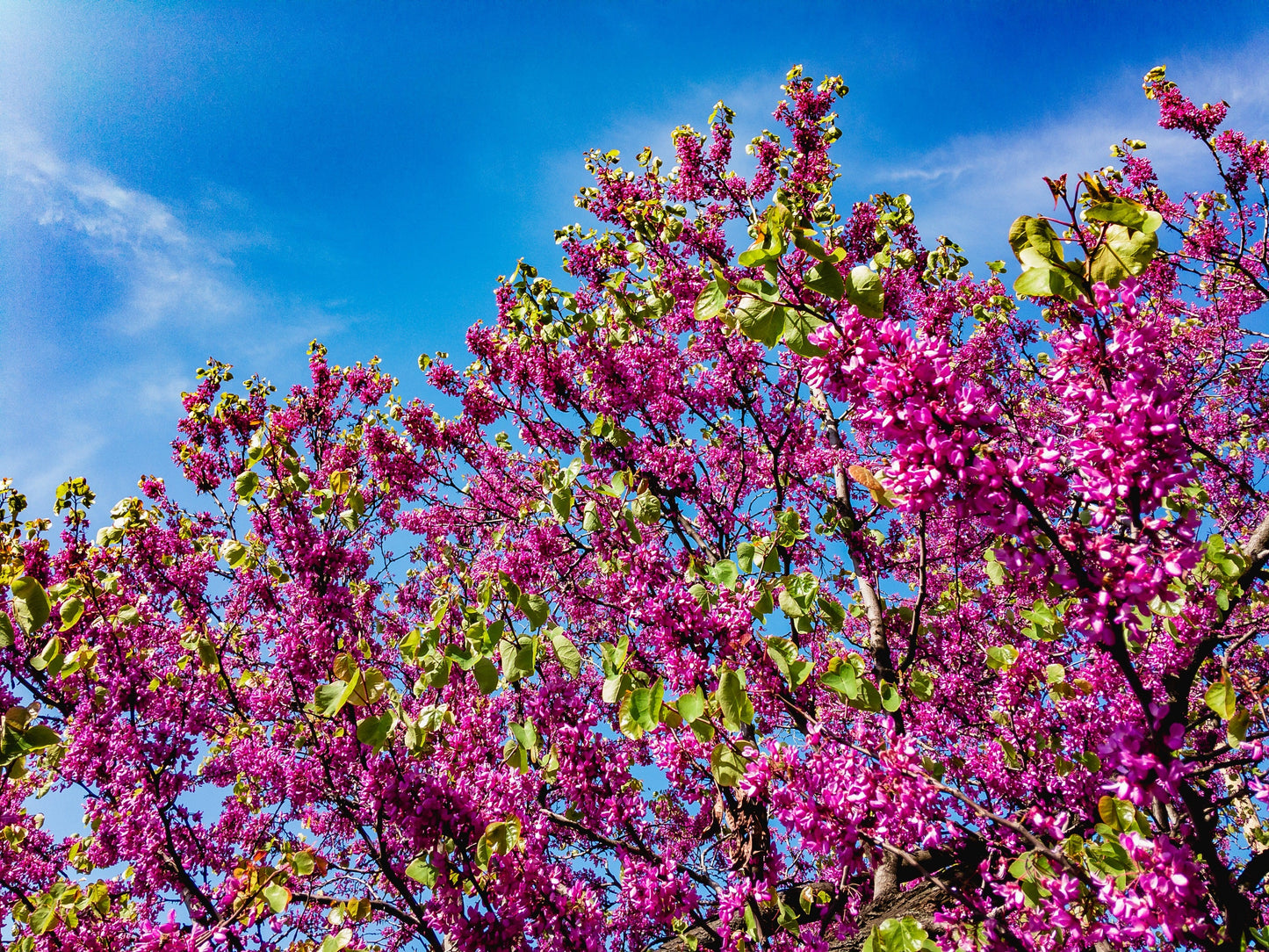 40 CHINESE REDBUD Cercis Chinensis Shrub Small Tree Pink Purple Flower Seeds