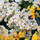 50 WHITE KNIGHT NEMESIA Strumosa Flower Seeds
