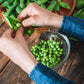 50 Early FROSTY GARDEN PEA English Shelling Pisum Sativum Vegetable Seeds