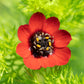 10 ADONIS PHEASANTS EYE Adonis Aestivalis Red & Black Flower Seeds