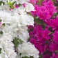 25 MIXED COLORS AZALEA Rhododendron spp. Red, Pink, Purple, White Flower Shade Bush Shrub Seeds