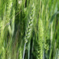 300 Wrens Abruzzi WINTER RYE Secale Cereale Grain Cover Crop Seeds