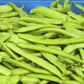 50 ROMANO BUSH BEAN Italian Flat Green Pod Phaseolus Vulgaris Vegetable Seeds