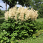 50 WHITE GOATS BEARD (like Astilbe) Aruncus Dioicus Flower Seeds