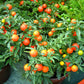 500 BULK Dwarf Cherry TOMATO TINY TIM Solanum Lycoperscium Red Fruit Seeds