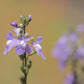 100 BLUE TOADFLAX Linaria Canadensis Antirrhinum Canadian Flower Seeds