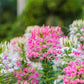 250 MIXED Colors QUEEN CLEOME (Spider Flower) Cleome Hassleriana Cleome Spinosa Flower Seeds