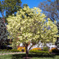 3 FRINGE TREE Chionanthus Virginicus Old Man's Beard White Flower Seeds