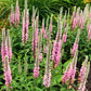 50 Pink VERONICA Longifolia / SPIKE SPEEDWELL Flower Seeds