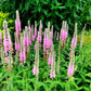 50 Pink VERONICA Longifolia / SPIKE SPEEDWELL Flower Seeds