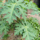 10 DWARF WAIMANALO PAPAYA Solo Hawaiian Carica Fruit Tree Houseplant Seeds