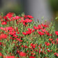 500 Red SCARLET FLAX Linum Grandiflorum Rubrum Flower Seeds