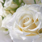 5 WHITE ROSE Rosa Bush Shrub Perennial Flower Seeds