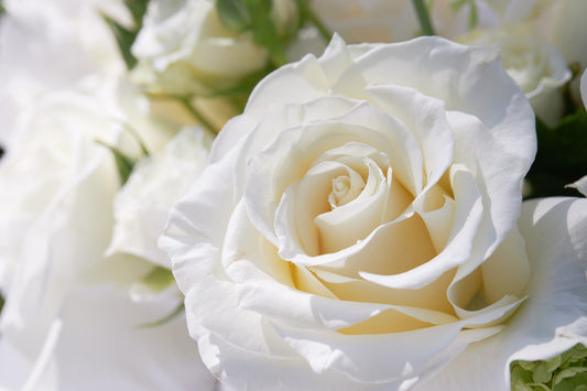 5 WHITE ROSE Rosa Bush Shrub Perennial Flower Seeds