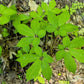 25 AMERICAN GINSENG Panax Quinquefolius Shade Herb Seeds