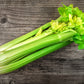 1000 TENDERCRISP CELERY Stalks & Leaves Apium Graveolens Vegetable Seeds