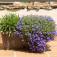 200 LILAC Purple LOBELIA REGATTA Lobelia Erinus Flower Seeds