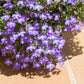 200 LILAC Purple LOBELIA REGATTA Lobelia Erinus Flower Seeds