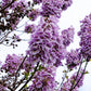 400 Royal PAULOWNIA EMPRESS TREE Tomentosa Flower Seeds