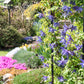 10 PURPLE ALPINE CLEMATIS Alpina Virgin's Bower Flower Vine Seeds