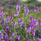 100 HAIRY CROWN VETCH (Russian Vetch) Vicia Villosa Flower Vine Seeds
