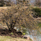 5 EUROPEAN HAZELNUT TREE aka Common Filbert Corylus Avellana Fruit Nut Seeds
