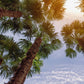 30 CALIFORNIA FAN PALM Tree Petticoat Arizona Desert Washingtonia Filifera Seeds
