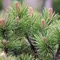 25 MUGO PINE Dwarf Evergreen Pinus Pumilio Shrub Seeds
