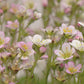 50 Light Pink TUNIC FLOWER Coat Flower Petrorhagia Saxifraga Saxifrage Seeds