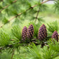 25 EUROPEAN LARCH TREE Pine Pinetree Evergreen Larix Decidua Seeds
