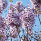 400 Royal PAULOWNIA EMPRESS TREE Tomentosa Flower Seeds