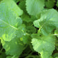 1500 SEVEN TOP TURNIP For Leaf Greens & Sprouts Brassica Rapa Vegetable Seeds