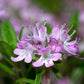 10,000 BULK LEMON THYME Thymus Pulegioides Herb Purple Flower Fragrant Evergreen Seeds