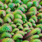 50 BLUE SPRUCE SEDUM Reflexum Succulent Jenny's Stonecrop Goldmoss Yellow Flower Seeds