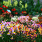 2000 BABY SNAPDRAGON Toadflax Linaria Maroccana Flower Seeds