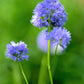 1500 GLOBE GILIA Bluehead Gilia Capitata Thimble Flower Seeds
