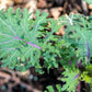 500 RED RUSSIAN KALE Brassica Oleracea Vegetable Seeds