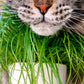 500 Organic CAT GRASS WHEAT Grass Pet Grass Wheatgrass Catgrass Triticum Aestivum Seeds
