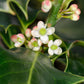 40 ENGLISH HOLLY Ilex Aquifolium aka European Common or Christmas Holly Evergreen Tree Shrub Berry Seeds