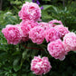 5 GARDEN PEONY Paeonia Lactiflora Red Pink White Mix Chinese Peony Flower Seeds