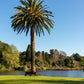10 CANARY ISLAND Date PALM Phoenix Canariensis Tree Seeds