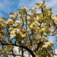 20 ASIAN PEAR TREE Pyrus Pyrifolia Oriental Japanese Fruit Seeds