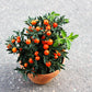 25 JERUSALEM CHERRY Madeira Winter Solanum Pseudocapsicum Flower Seeds