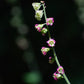 25 FRINGECUP Tellima Grandiflora Odorata Bigflower Fringe Cup Pink Flower Seeds