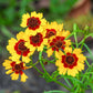 1000 GOLDEN WAVE COREOPSIS (Goldenmane Tickseed) Coreopsis Basalis Flower Seeds