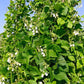 50 KENTUCKY WONDER Pole BEAN Phaseolus Vulgaris Vegetable Seeds