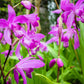 50 Hardy CHINESE GROUND ORCHID Bletilla Striata Purple Flower Seeds